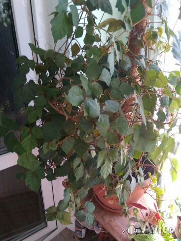 Цветы в горшках