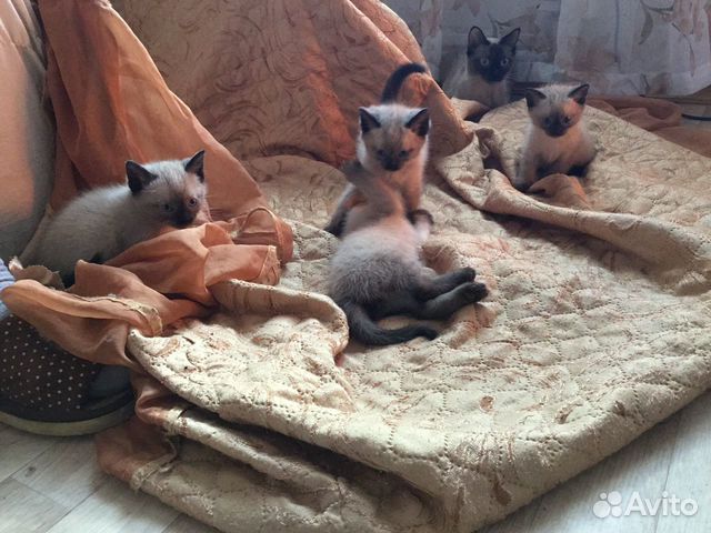 Продаются сиамские котята купить на Зозу.ру - фотография № 1