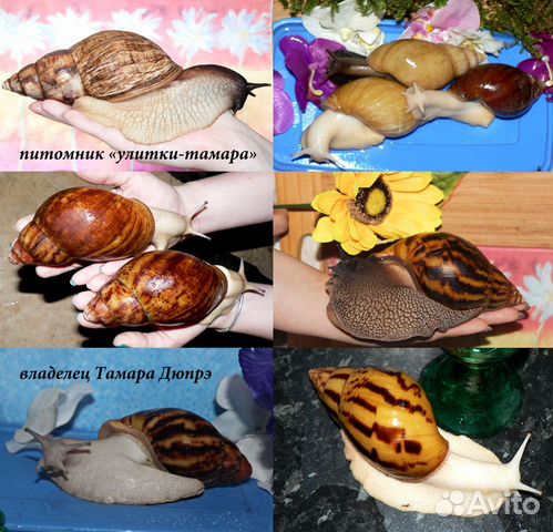 Улитки ахатины 