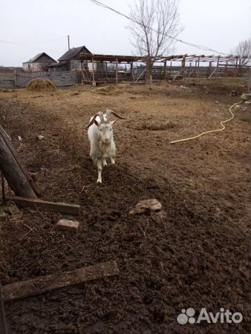 Зааненский,альпо-нубийский,чешско-нубийский козлы купить на Зозу.ру - фотография № 2