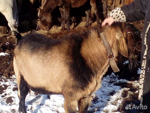 Молодой козел нубиец 15 Т.Р купить на Зозу.ру - фотография № 1