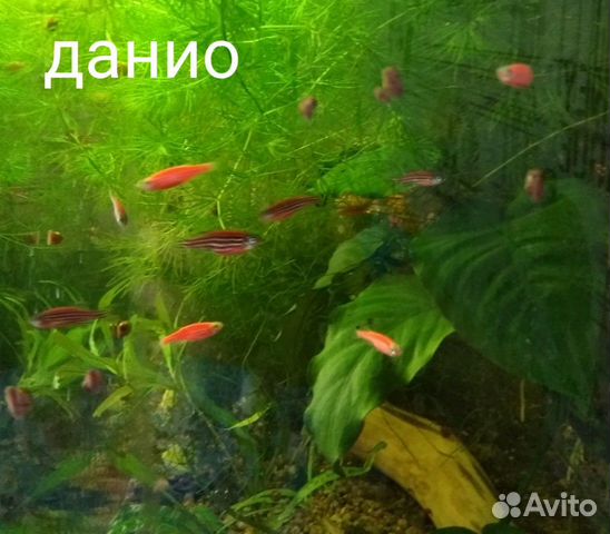 Рыбки Данио купить на Зозу.ру - фотография № 1