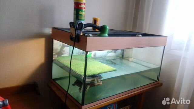 Красноухая черепаха с аквариумом купить на Зозу.ру - фотография № 1