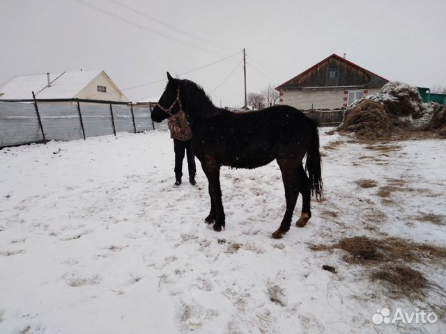 Продам лошадей купить на Зозу.ру - фотография № 5