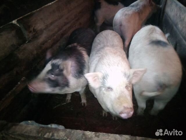 Продам свинок мясом вьетнамские купить на Зозу.ру - фотография № 3