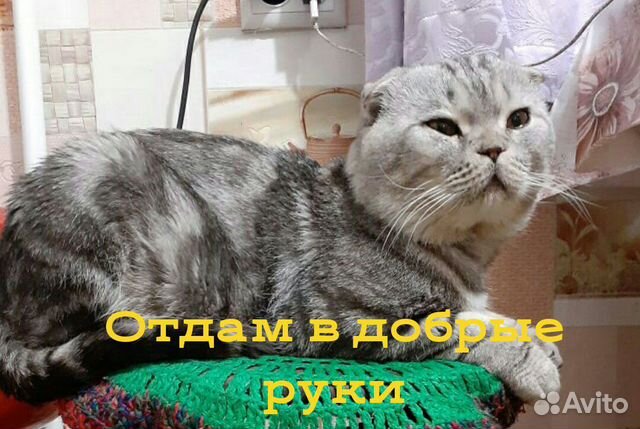 Кот, к лотку приучен купить на Зозу.ру - фотография № 1