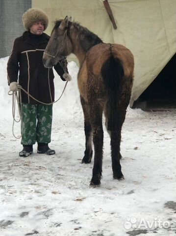 Продаются лошадь и жеребятя купить на Зозу.ру - фотография № 3