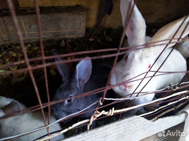 Кролики великаны купить на Зозу.ру - фотография № 4