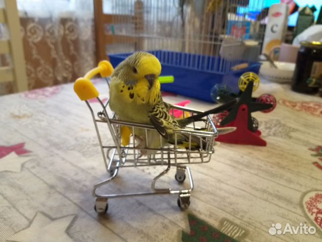 Попугаи домашнего разведения (чехи,волнистые) купить на Зозу.ру - фотография № 8