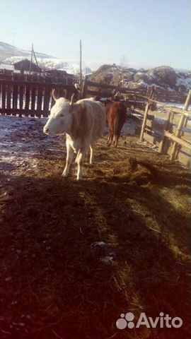 Корова в Кяхте купить на Зозу.ру - фотография № 1