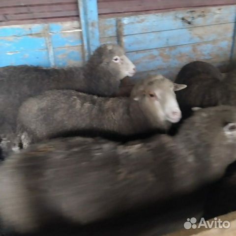 Овцы Качкари 55 шт купить на Зозу.ру - фотография № 2
