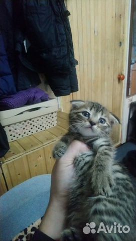 Котёнок 1.5 месяца ест сама срать ходит в лоток ма купить на Зозу.ру - фотография № 1