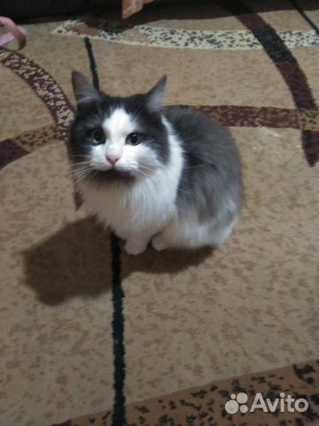 Кошка