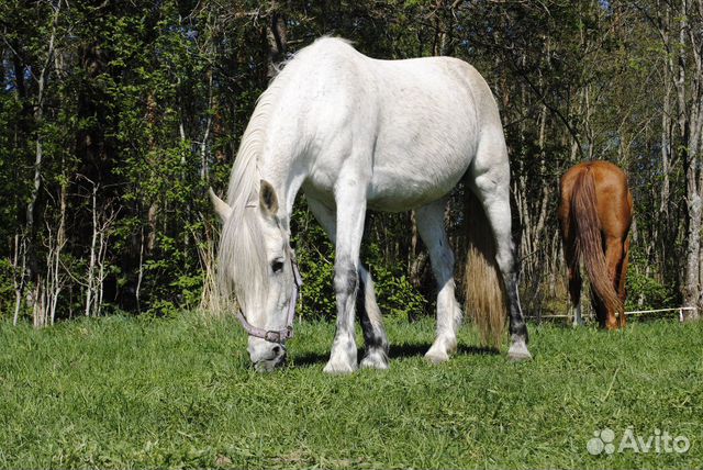 Аренда лошади купить на Зозу.ру - фотография № 7