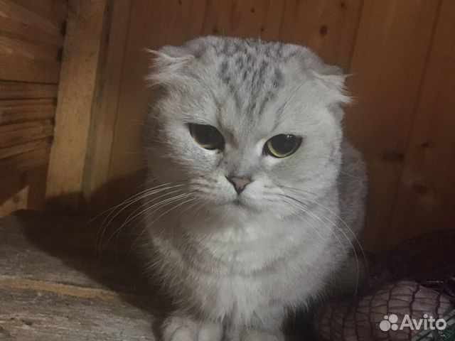 Кошка продаю серый купить на Зозу.ру - фотография № 7