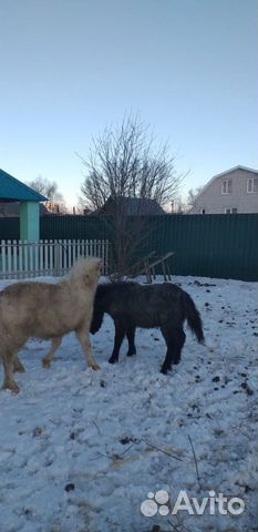 Шетлендский пони купить на Зозу.ру - фотография № 1