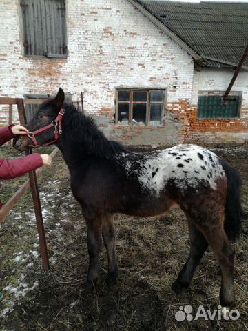 Лошадь 6 месяцев купить на Зозу.ру - фотография № 5