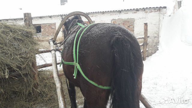 Продажа лошади купить на Зозу.ру - фотография № 3