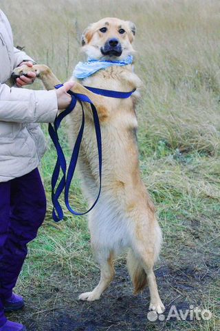 Веселая собака в дар купить на Зозу.ру - фотография № 5