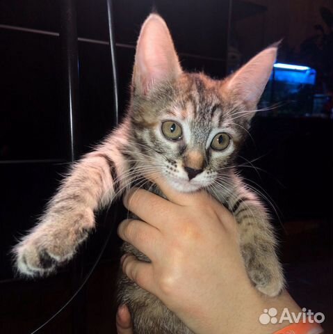 Отдаём котёнка в добрые руки купить на Зозу.ру - фотография № 7