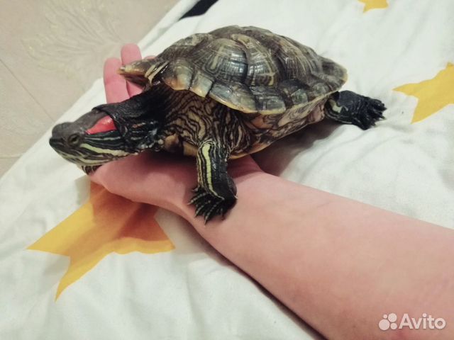 Красноухие черепахи купить на Зозу.ру - фотография № 4