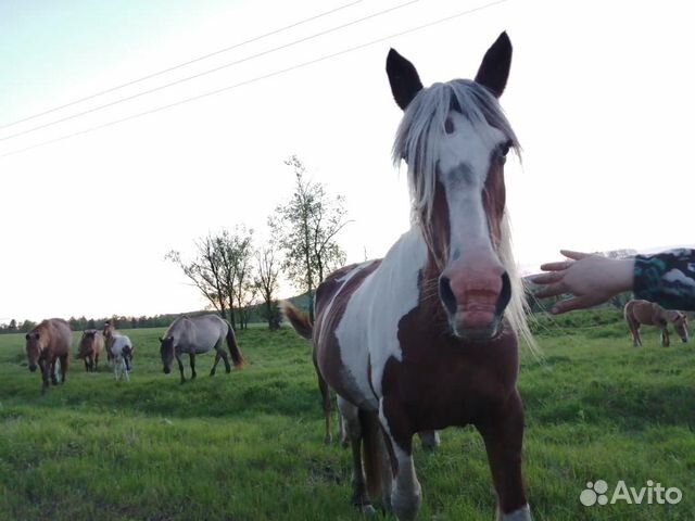 Продам коней купить на Зозу.ру - фотография № 1