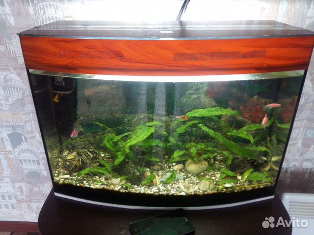 Продам аквариум с рыбками купить на Зозу.ру - фотография № 3