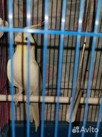 Продам попугая порода Корелла-нимфа, клетко купить на Зозу.ру - фотография № 2
