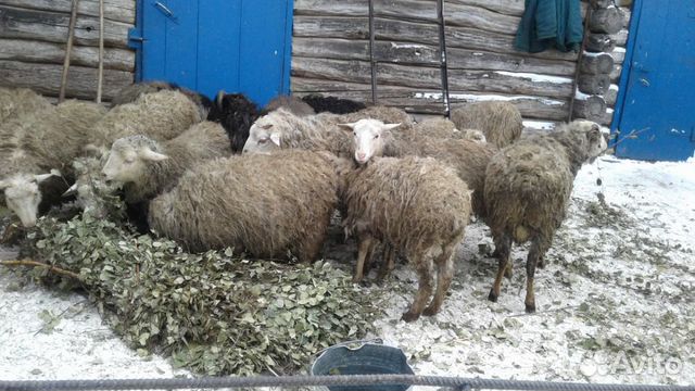 Бараны и овцы купить на Зозу.ру - фотография № 7