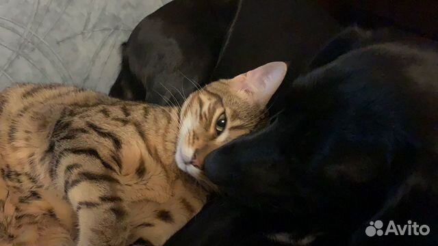 Передержка для кошек Передержка для кошек