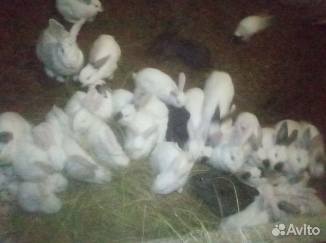 Кролики Калифорнийцы купить на Зозу.ру - фотография № 5