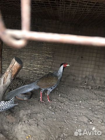 Серебристые фазаны купить на Зозу.ру - фотография № 1