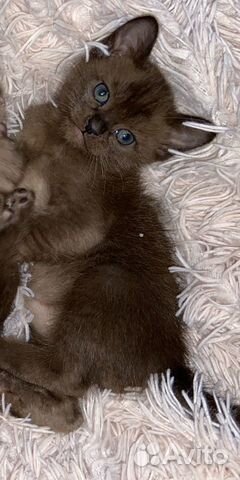 Бурманский Котенок Бурманский Котенок