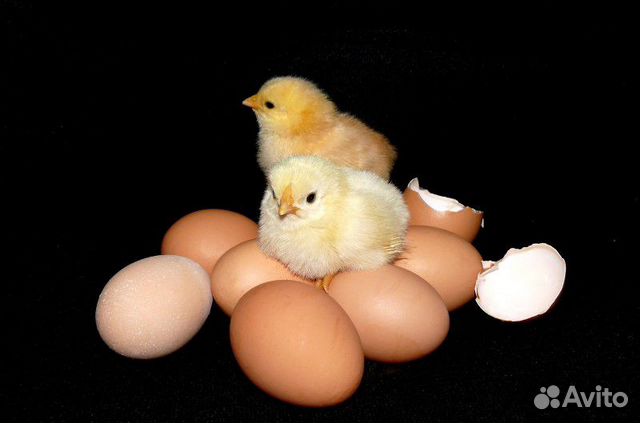 Свободное инкубационное яйцо купить на Зозу.ру - фотография № 1