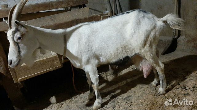 Продаются козы дойные купить на Зозу.ру - фотография № 1