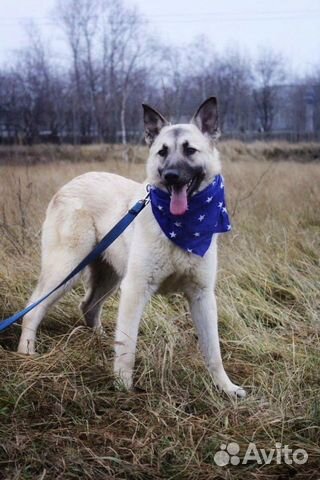 Отдам в хорошие руки, красавчик Локки Отдам в хорошие руки, красавчик Локки