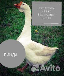 Домашняя птица на заказ купить на Зозу.ру - фотография № 7