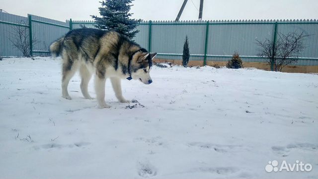 Шерсть Аляскинского Маламута