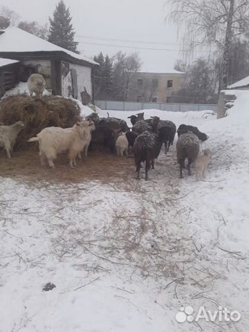 Овцы 8 штук и 7 молодых барашек один ягненок в под купить на Зозу.ру - фотография № 1