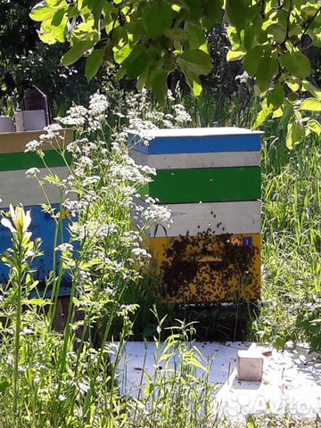 Пчеловодство купить на Зозу.ру - фотография № 6