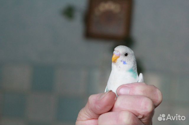 Птенцы волнистого попугая купить на Зозу.ру - фотография № 2