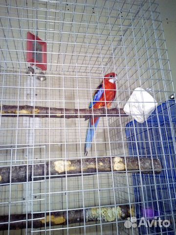 Попугаи пара розеллы купить на Зозу.ру - фотография № 2