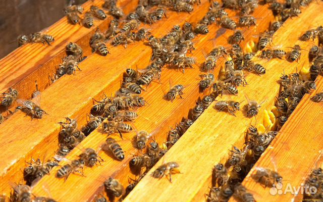 Пчелопакеты,пчеломатки бакфаст купить на Зозу.ру - фотография № 1