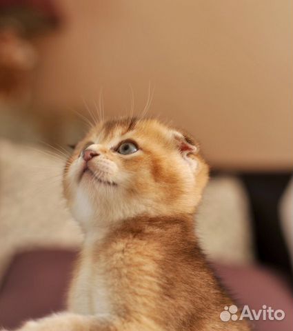 Вислоухий шотландский котёнок (scottish fold) купить на Зозу.ру - фотография № 4