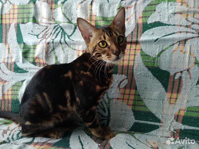 Продам бенгальскую кошку купить на Зозу.ру - фотография № 1