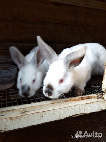 Кролики на развод купить на Зозу.ру - фотография № 2