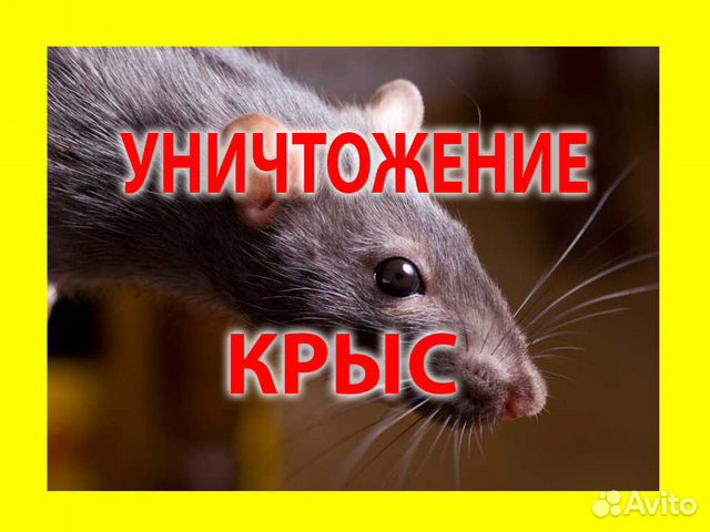 unichtozhenie krys v sankt peterburge