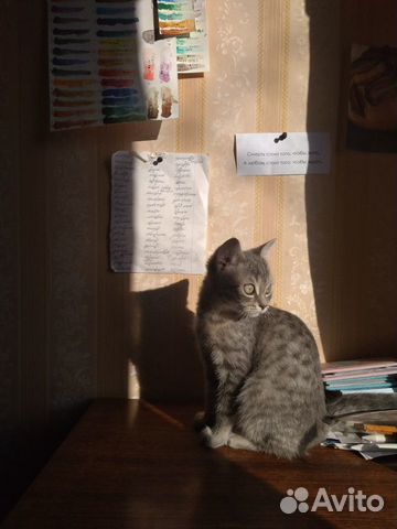 Котенок от британской кошки купить на Зозу.ру - фотография № 1