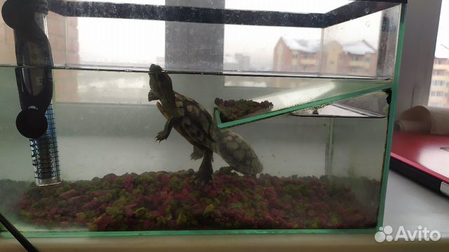 Аквариум с двумя черепахами купить на Зозу.ру - фотография № 1