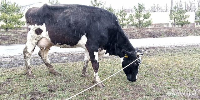Корова дойная купить на Зозу.ру - фотография № 1